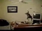 Cat Fan