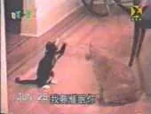 Cat fighting LOL