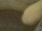 Crazy Sheep