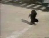 Funny Cats video