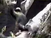 Scratch and sniff monkey