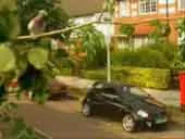 Bird And Car