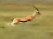 Free Lunch