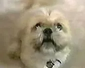 Dogs Talk